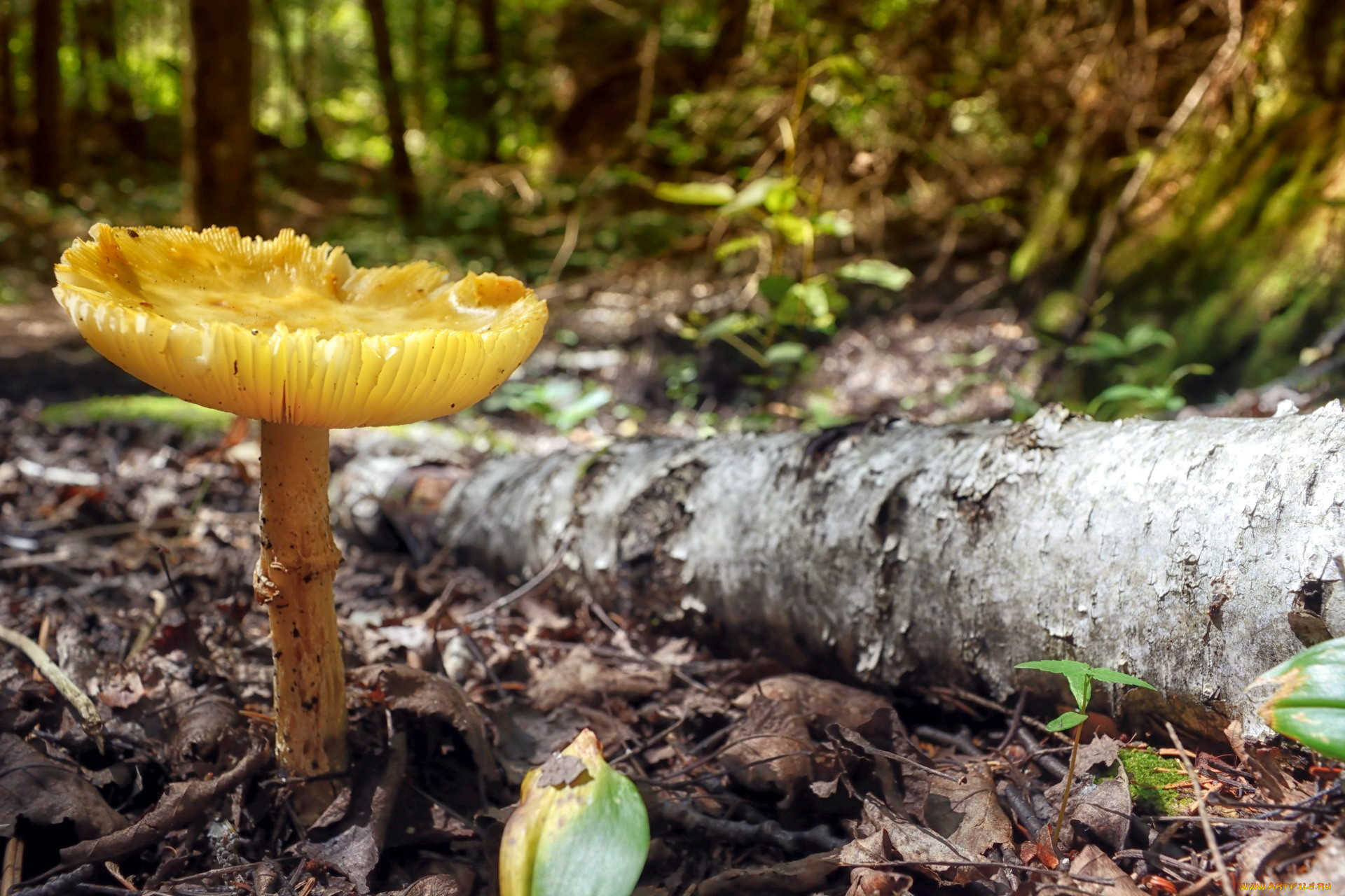 Желтые грибы из леса